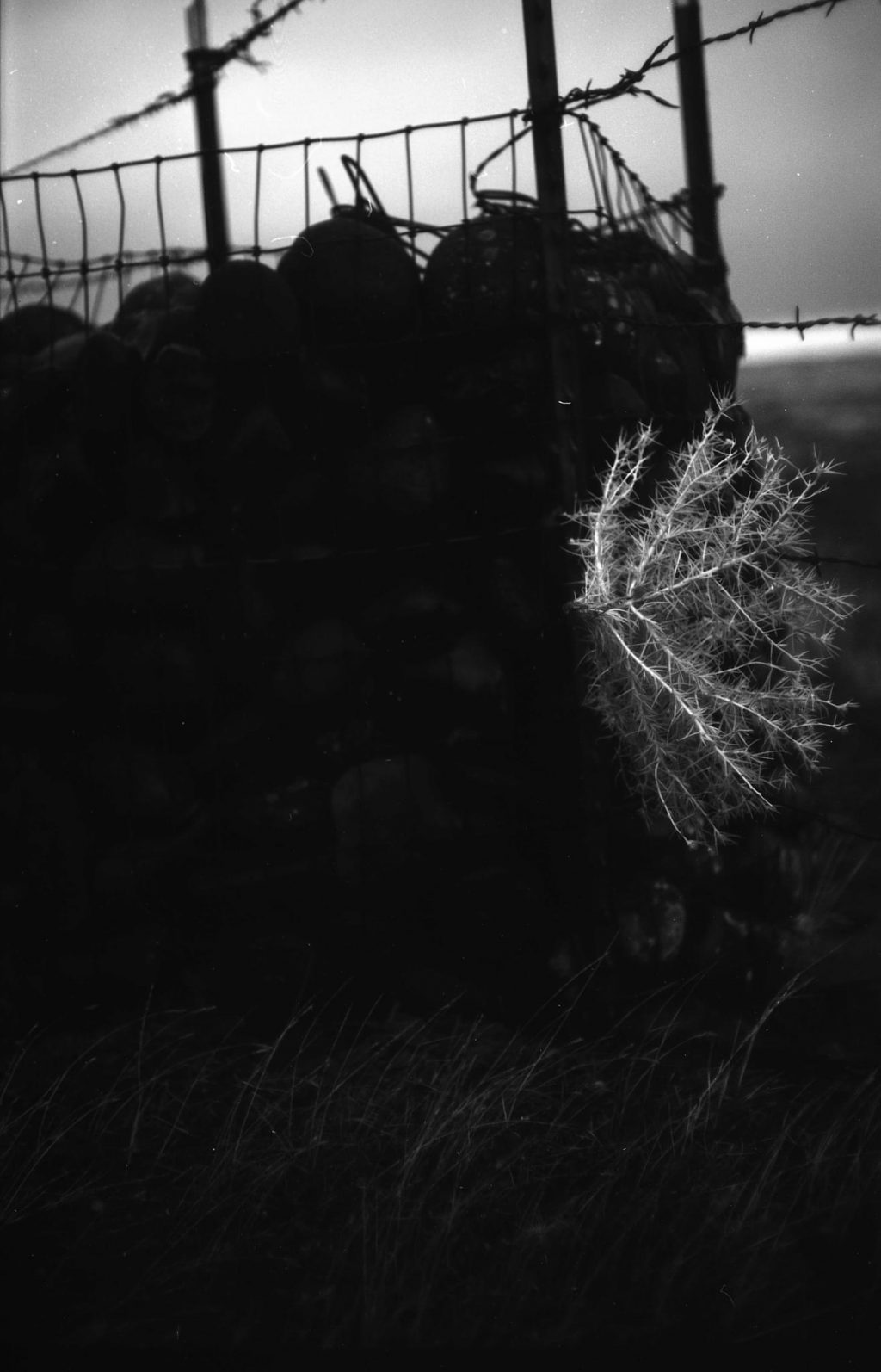 Tumbled Weed - Rock Post