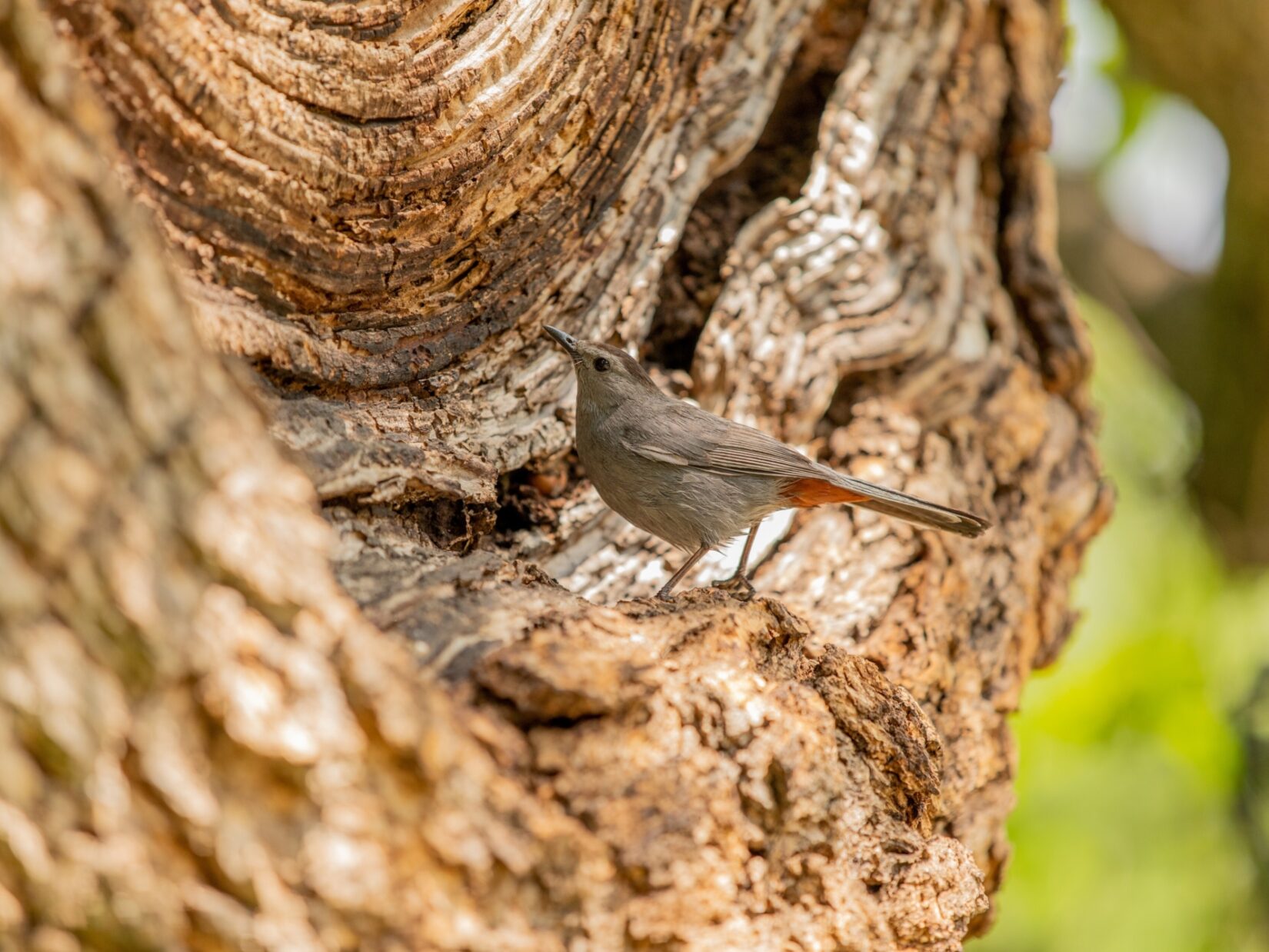 A bird perches on the weathered bark of a tree in the North Woods