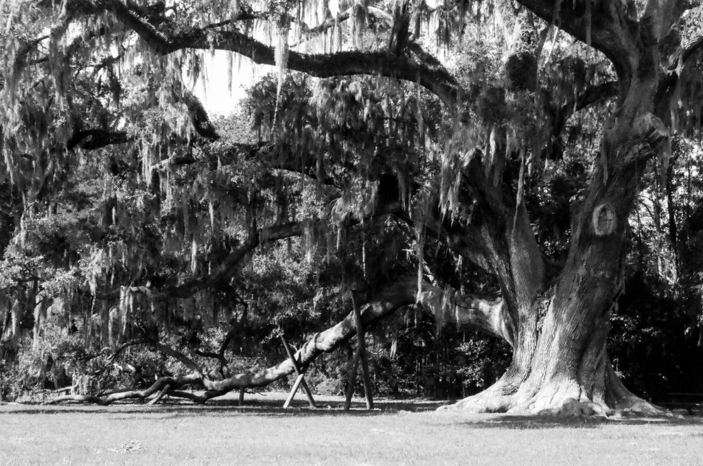 Big Oak, Yashica MG-1, Fujifilm Neopan Acros 100, f/11
