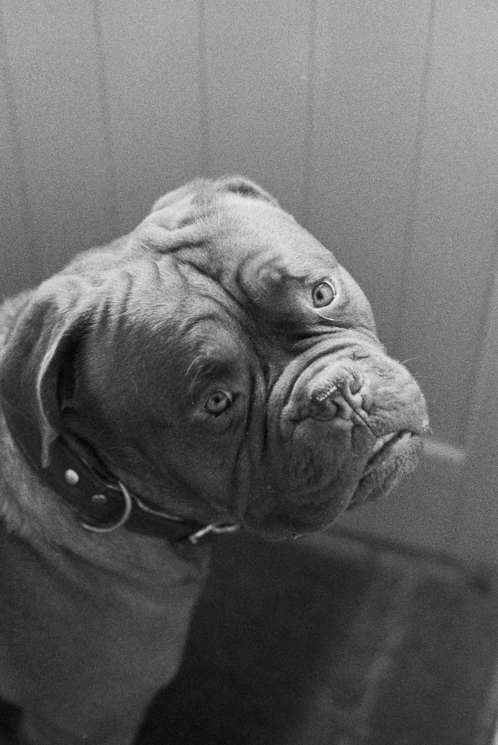 Shot at 200 ISO, not box speed. Developed in Rodinal (I'm a fan of grain but I know it's not everyone's cup of tea. Pancro is a strong grain film to start with so Rodinal isn't everyone's developer of choice for this film stock.)