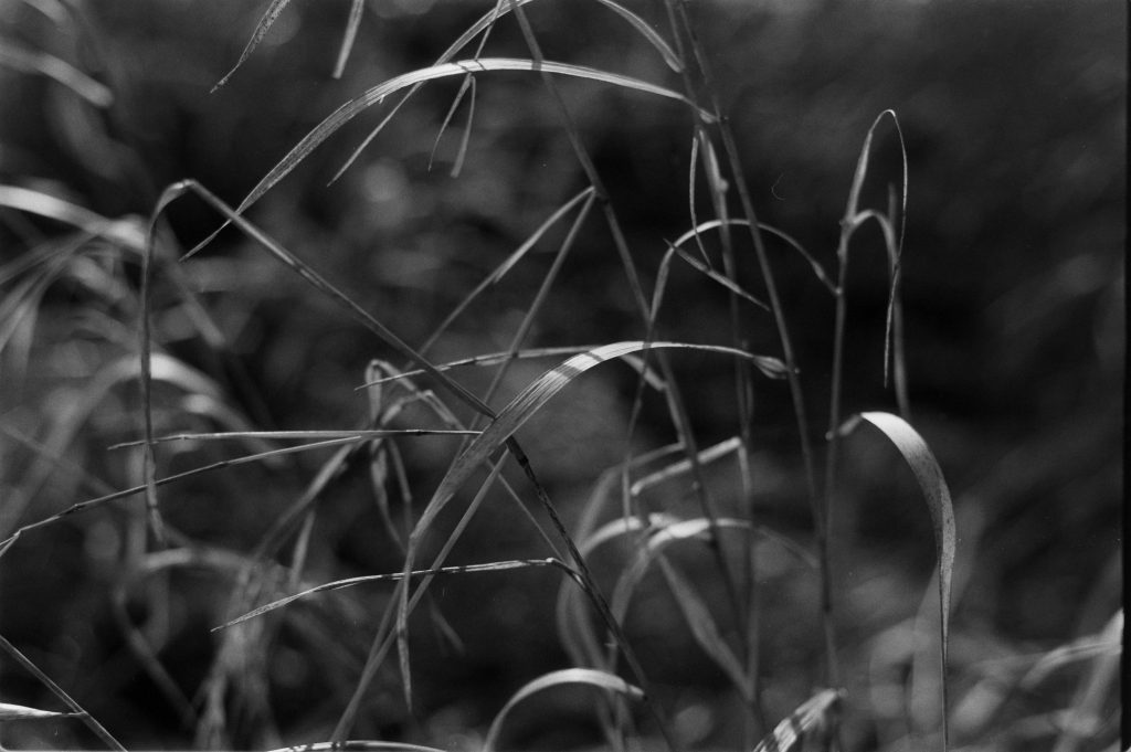 Winter Grass - Nikon FM with 50 mm lens - Cinestill DF96 and scanned with Nikon D7000 & ES-2