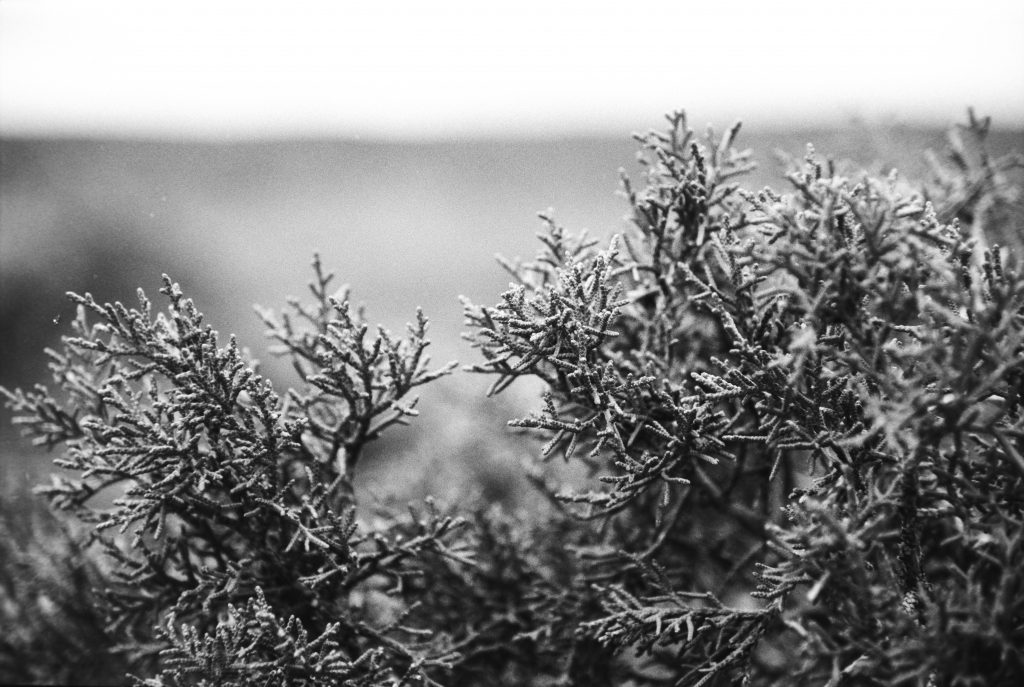 Desert flora - Kentmere 100 shot and developed for 800