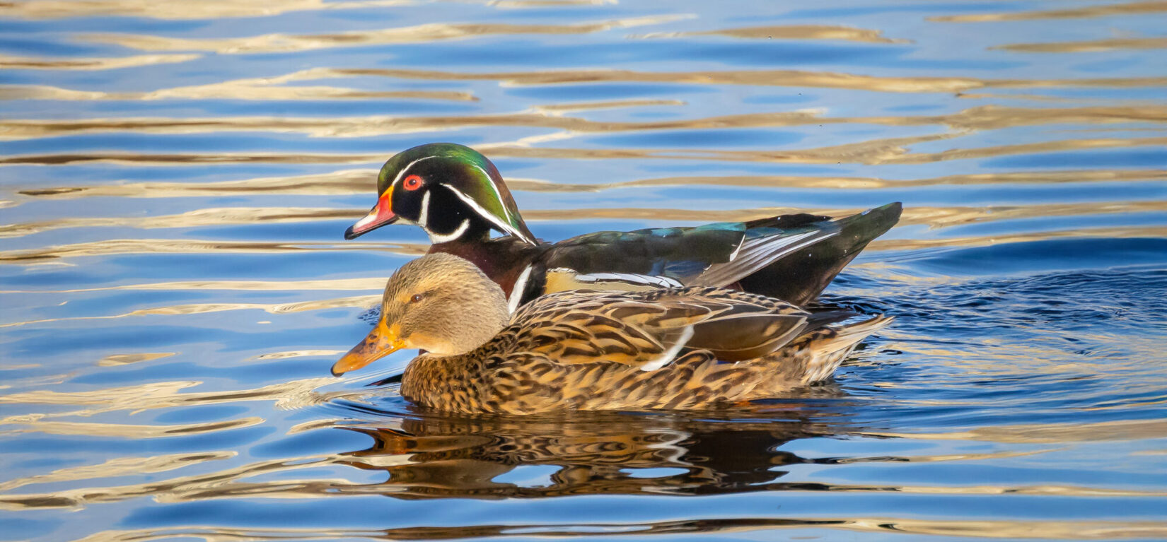 Ducksfor Valentines Webpage