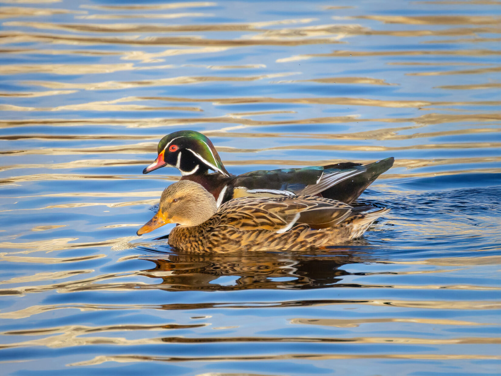 Ducksfor Valentines Webpage