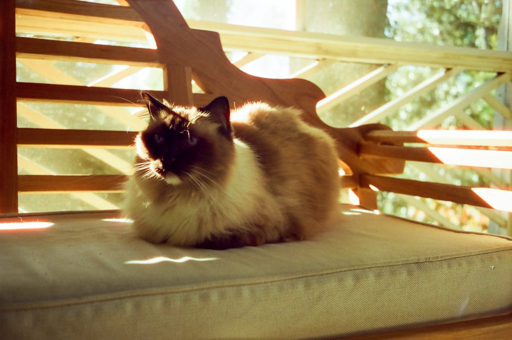 Nanaimo on the screen porch