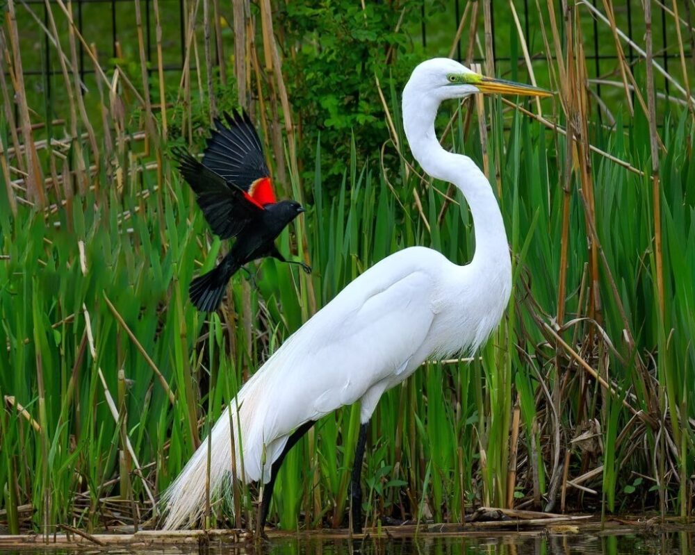 A Great Egret standing amongst the reeds
