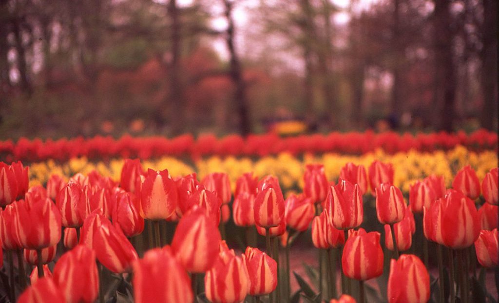 Yashica Electro GSN35