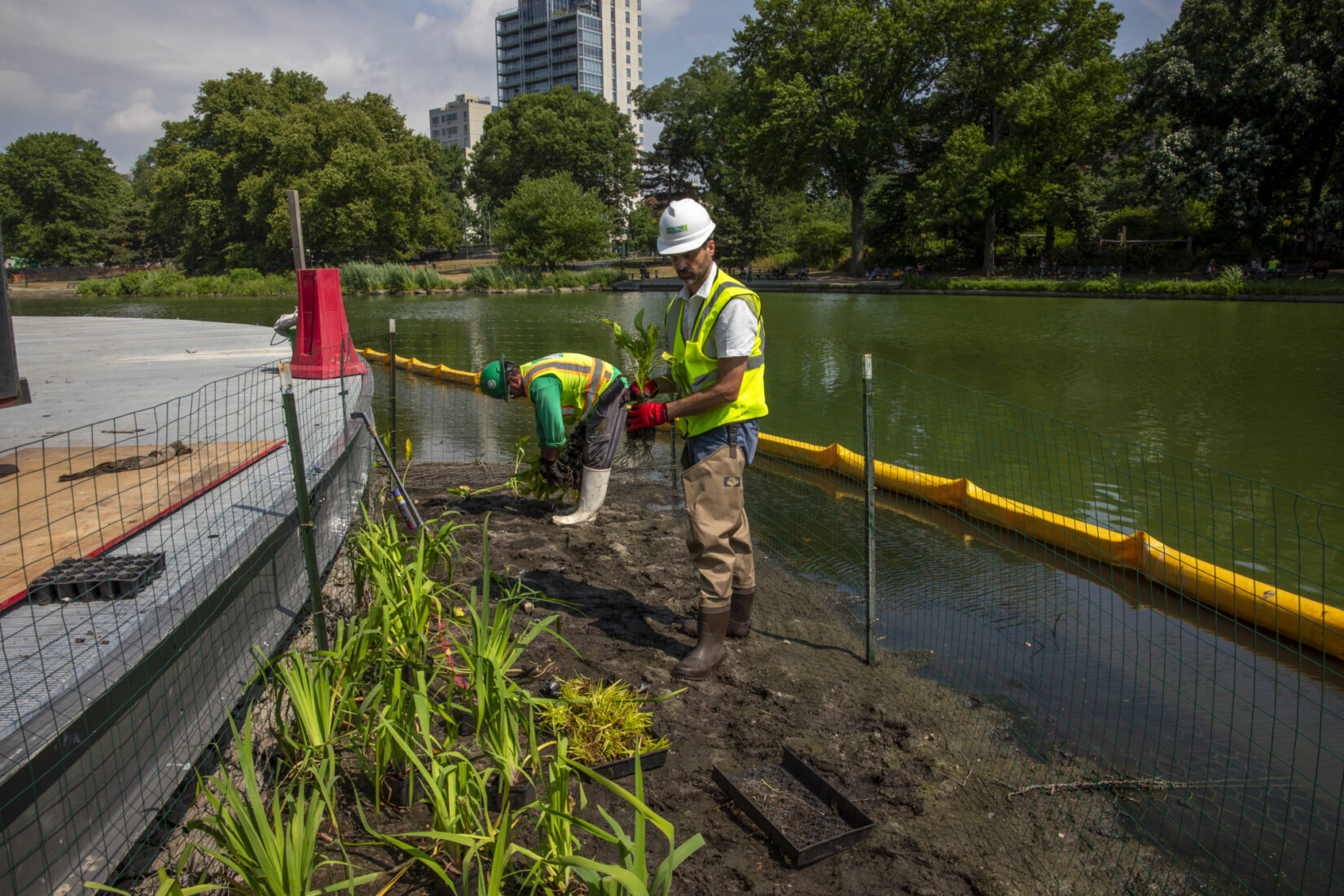 Harlem Meer Center Aquatic Planting 20240710 18