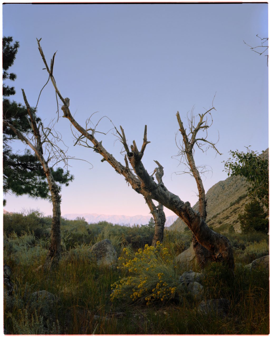 Pine Creek Canyon, CA Portra 160 4x5 sheet shot with Nikkor SW 90mm f/8