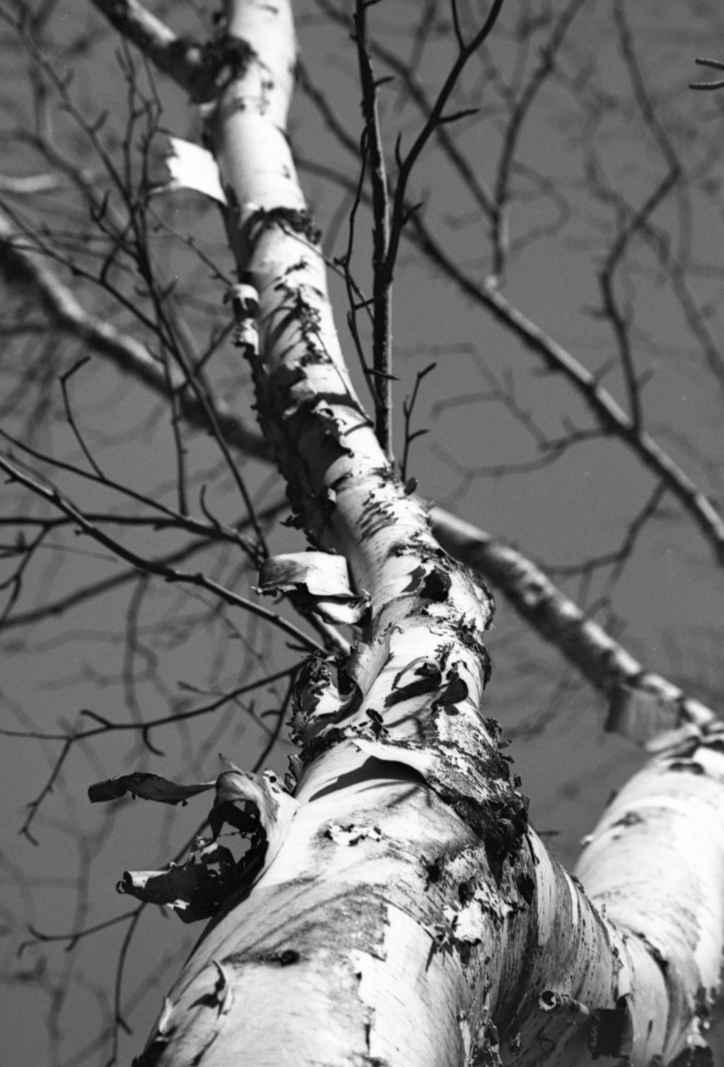 Ferrania P30, Rodinal 1:100 semi-stand 60min. Love it