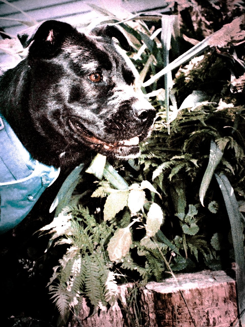 Retrochrome 400, exposed @ ASA 400 with Nikon N90s, 50mm Nikon AF-D, Nikon SB-27 Speedlight. In camera Matrix metering with TTL flash sync. Developed in CineStill E6 kit, Dynamic Chrome D9 developer 1:3 dilution for 13 minutes per chemistry instructions. Digital scan using Fujifilm XT5 w/ XF30 macro lens, post processing in Photoshop. Note: Slides looks VERY bleached, don’t be scared!