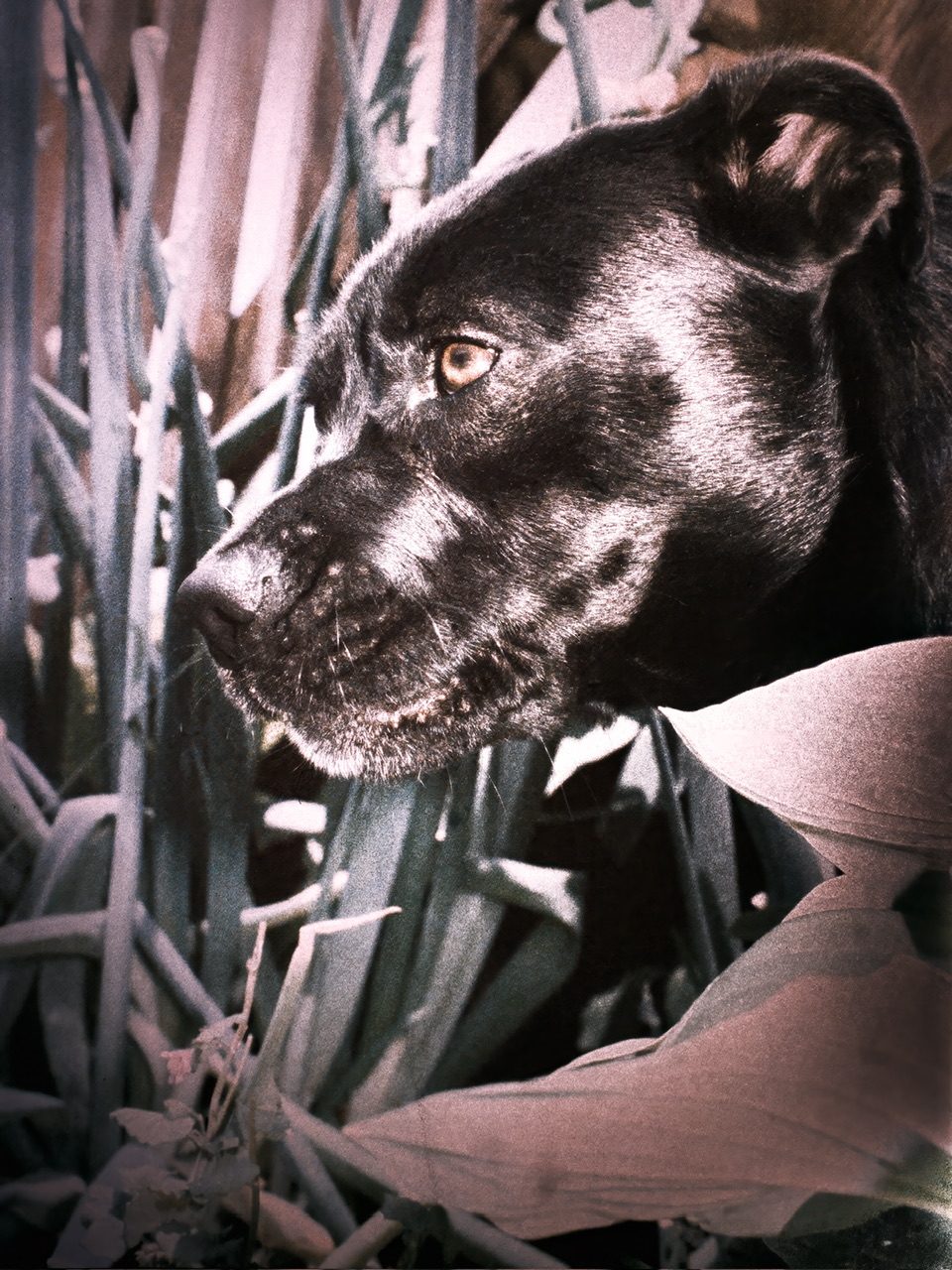 Retrochrome 400, exposed @ ASA 400 with Nikon N90s, 50mm Nikon AF-D, Nikon SB-27 Speedlight. In camera Matrix metering with TTL flash sync. Developed in CineStill E6 kit, Dynamic Chrome D9 developer 1:3 dilution for 13 minutes per chemistry instructions. Digital scan using Fujifilm XT5 w/ XF30 macro lens, post processing in Photoshop. Note: Slides looks VERY bleached, don’t be scared!