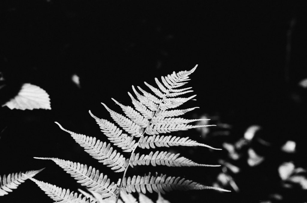 Canon AE-1 135mm 2.5