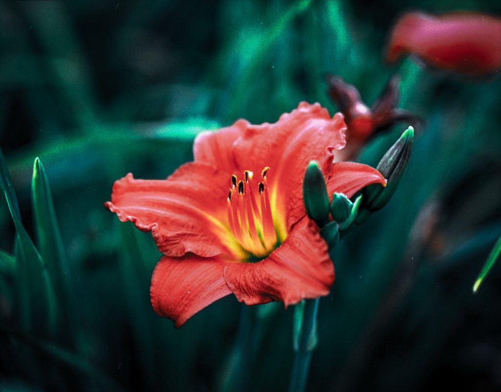 Phoenix pulled 1 stop Pentax 67 135mm