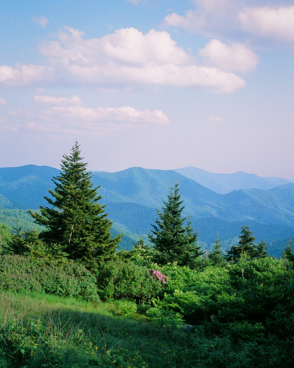 A day at Roan mountain.. Nikon FM2n • Voigtländer 40mm f2