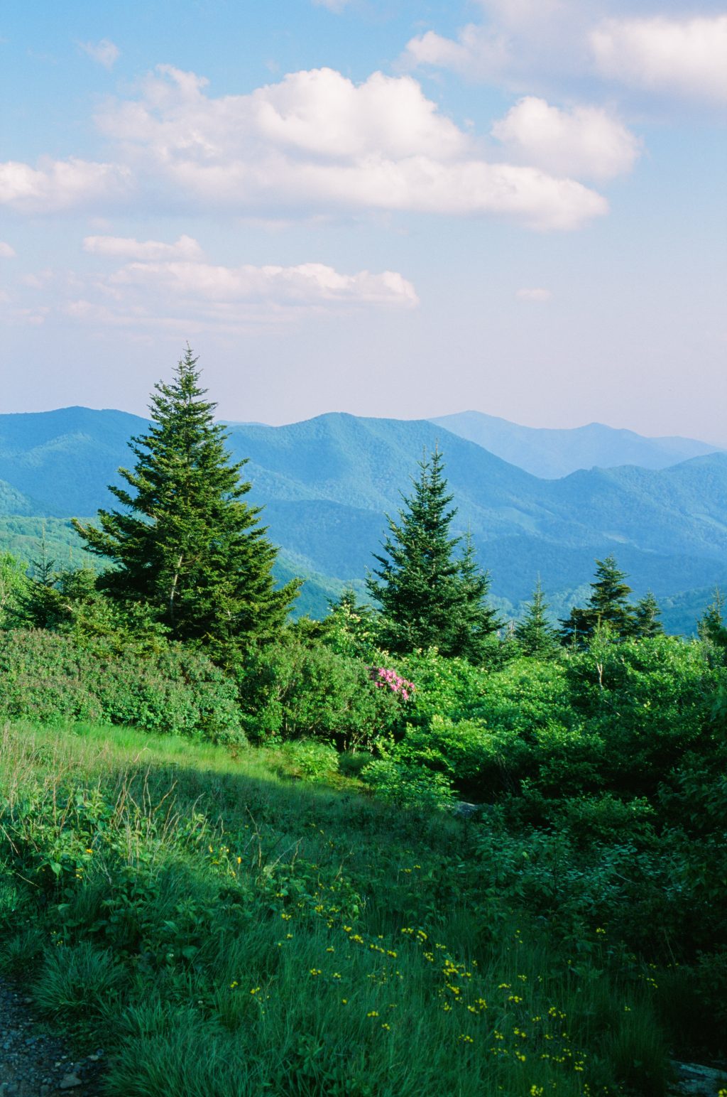 Roan Mtn. Nikon fm2n | Voigtländer 40mm Ultron
