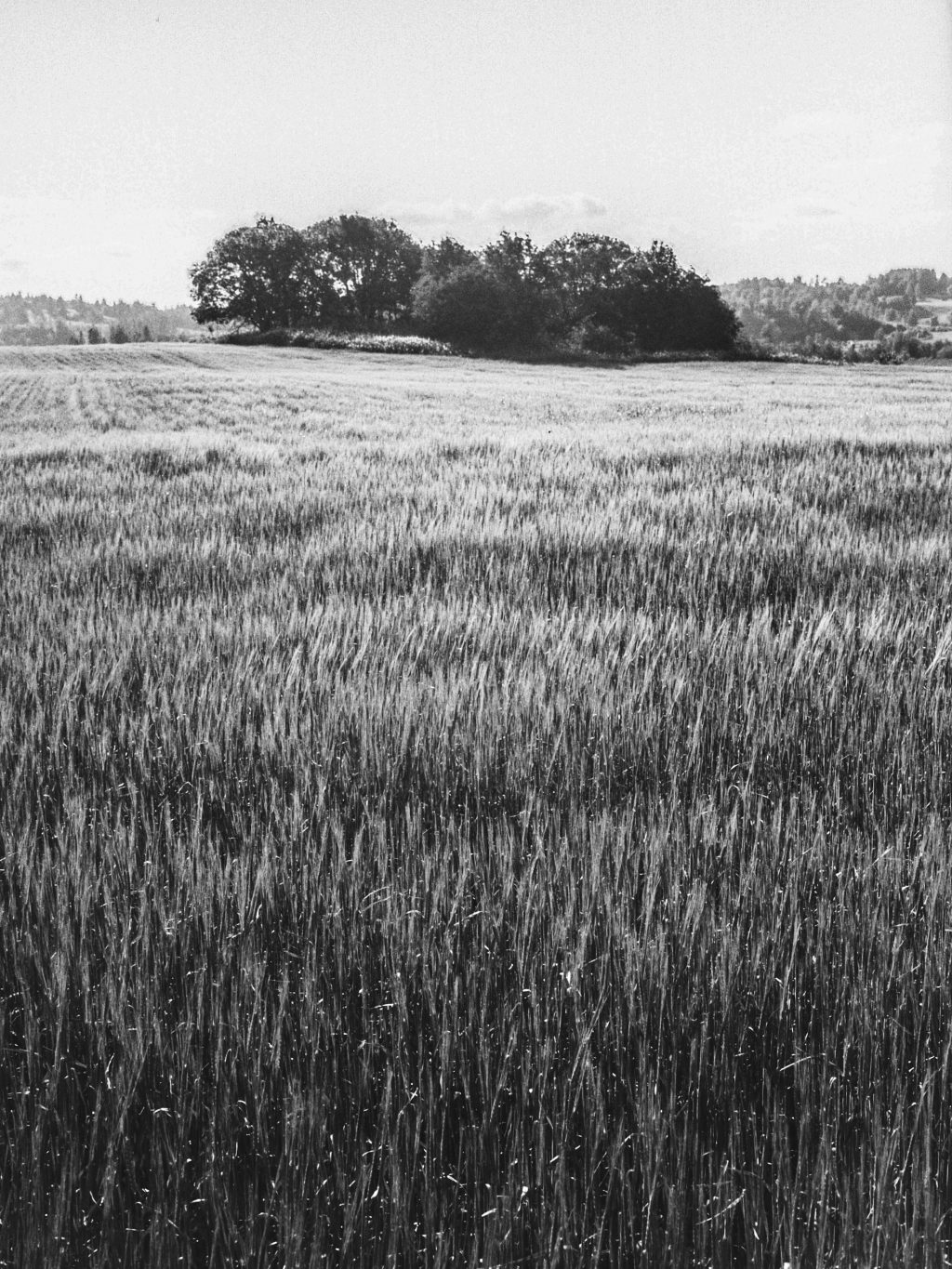 Ferrania P30, stand dev 60min, 5ml rodinal in 4dl 20deg water.