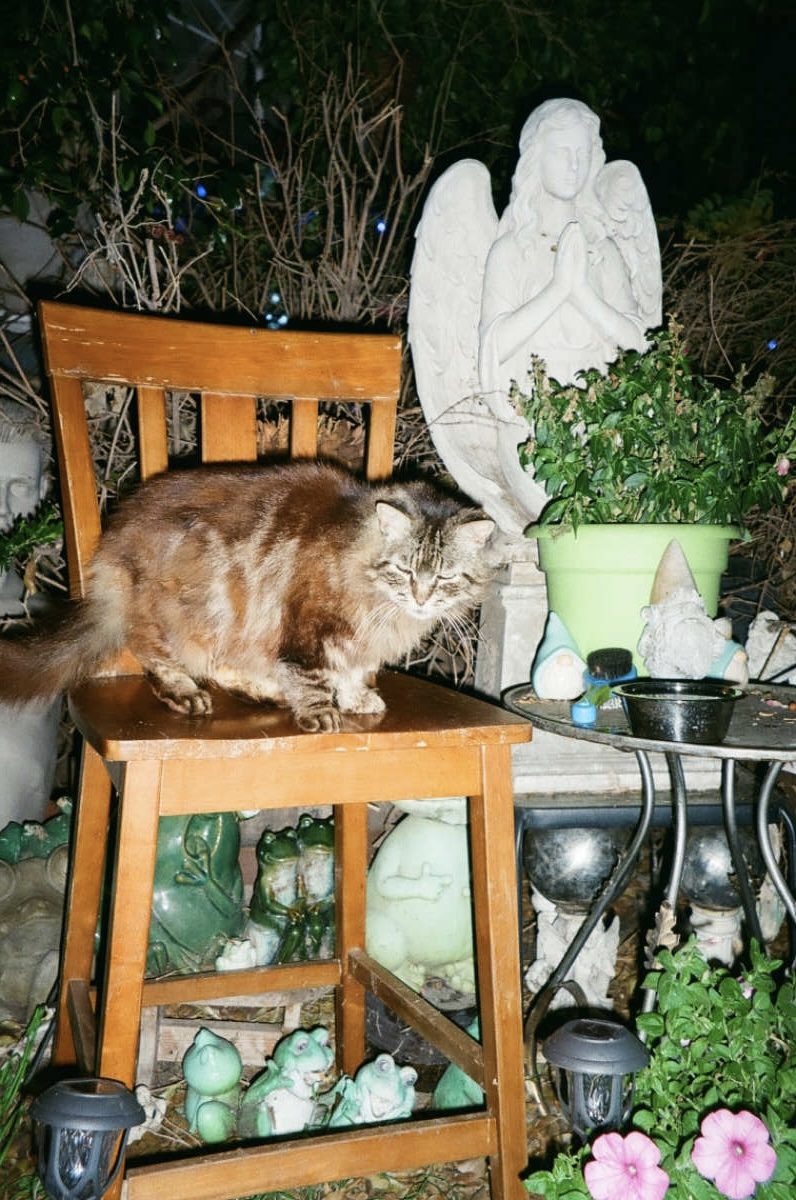 A cat called Hermione, Olympus Superzoom70