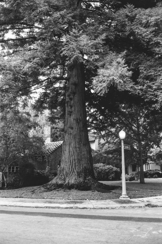 Shot at 100iso and developed normally which is a 2 stop overexposure.