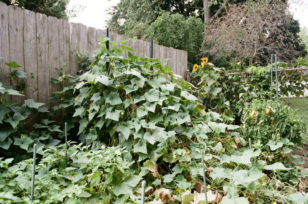 Nikon FE2, Nikkor 50mm f/1.4 Ai