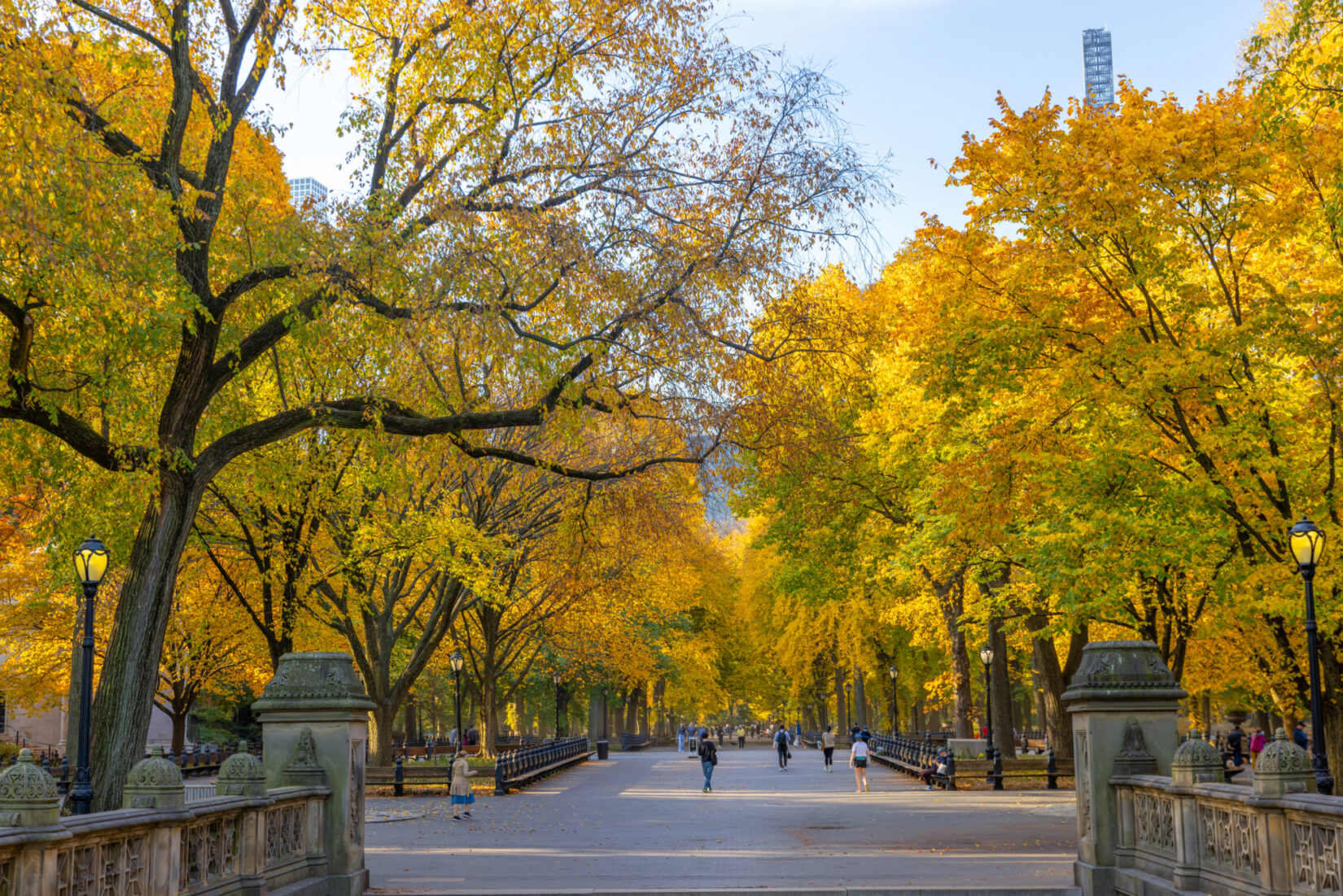 A long path lined with tall, golden trees.