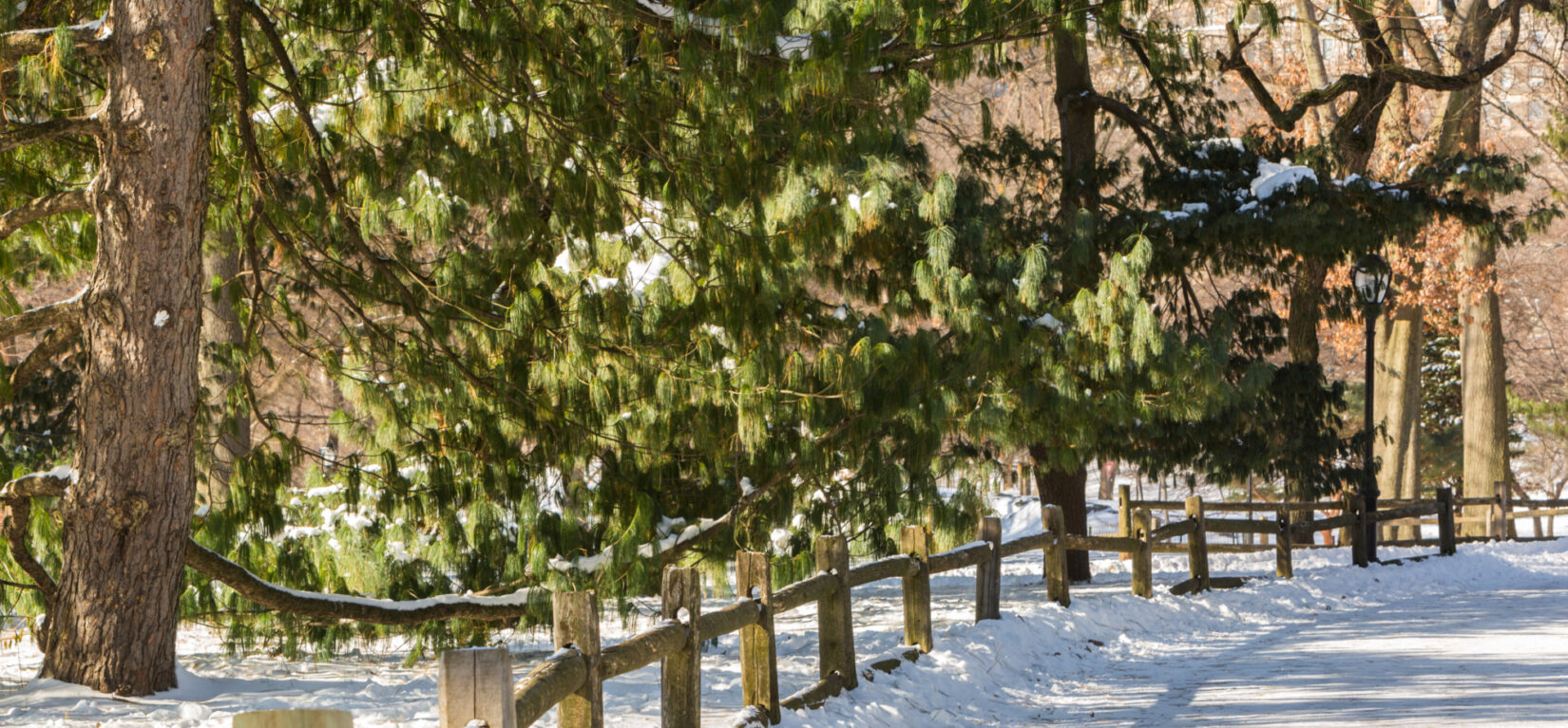 Central Park Pinetum covered in snow, fence in foreground, green trees in background