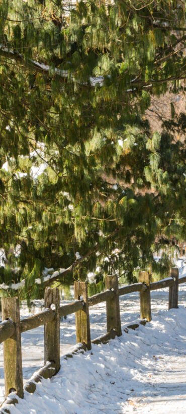 Central Park Pinetum covered in snow, fence in foreground, green trees in background