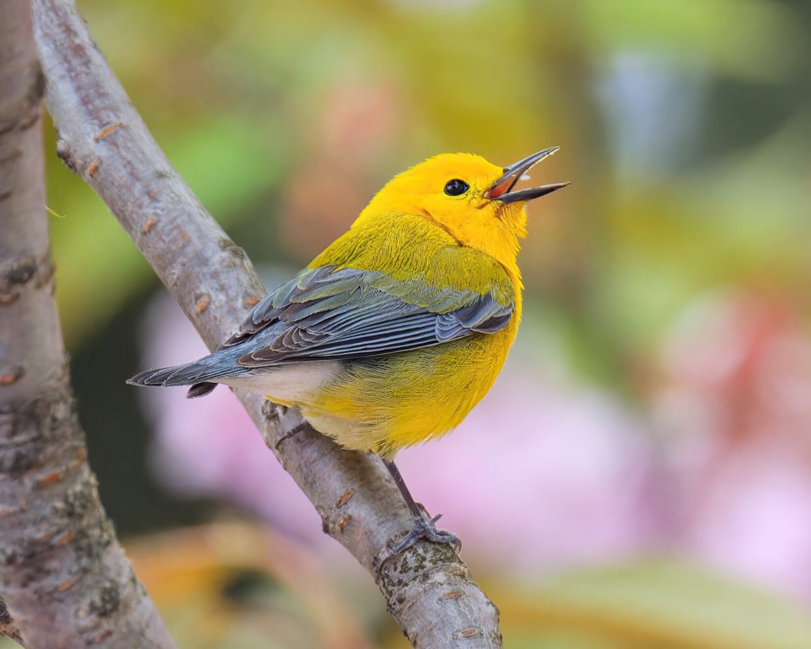 Prothonotary Warbler Ruben Giron