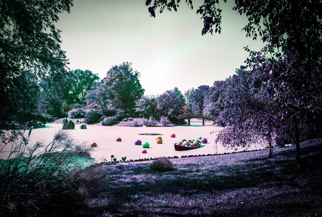 The Green "Duck Weed" on Seiwa-en Lake at Missouri Botanical Gardens is a great candidate for "Purple"