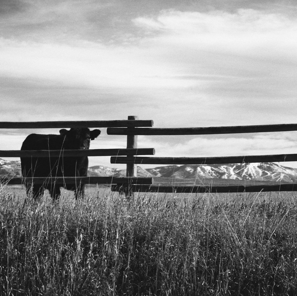 SkiTown Cows Nikon F3, 50mm f1.8 Nikkor Japanese Pancake ISO 250, f11 @ 1/250