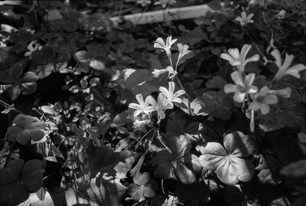 Canon AE-1 Program, FD 28mm f/2.8