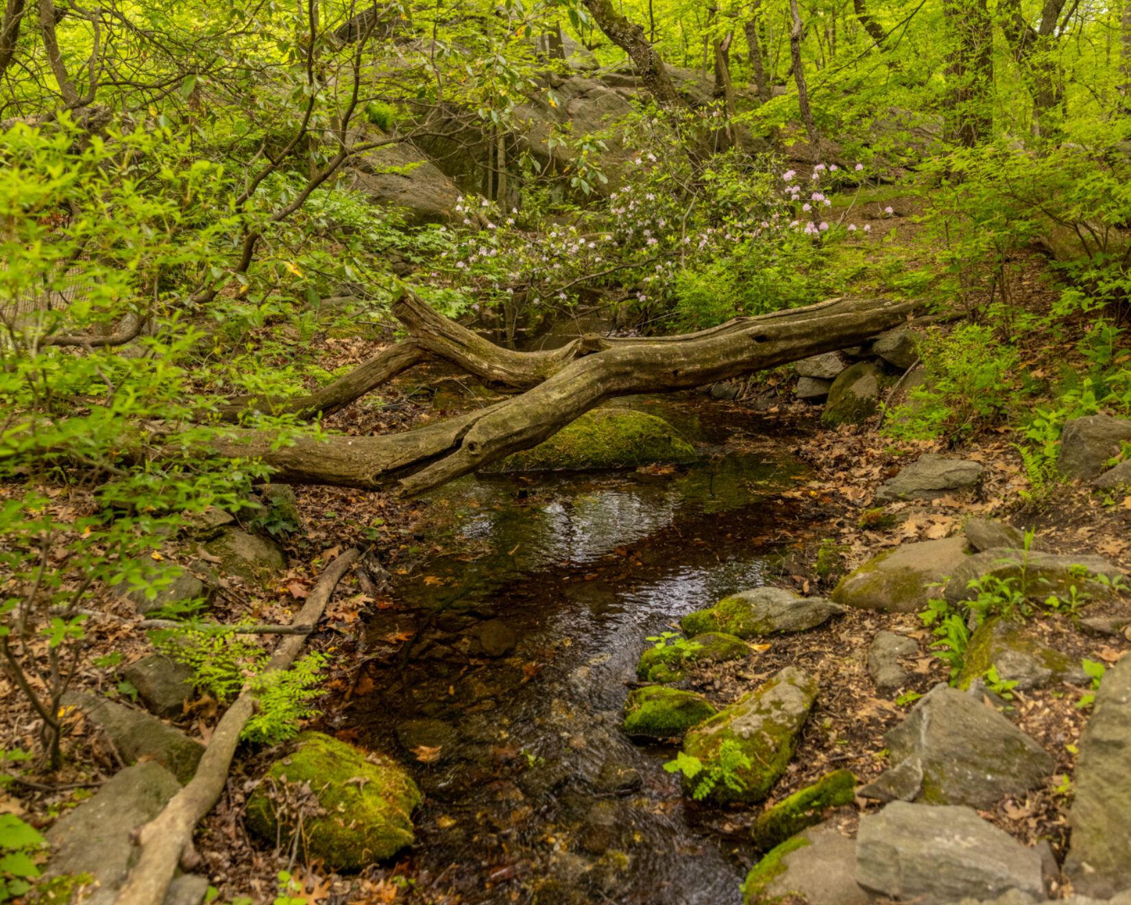 A river in a wooded area with bright green trees.