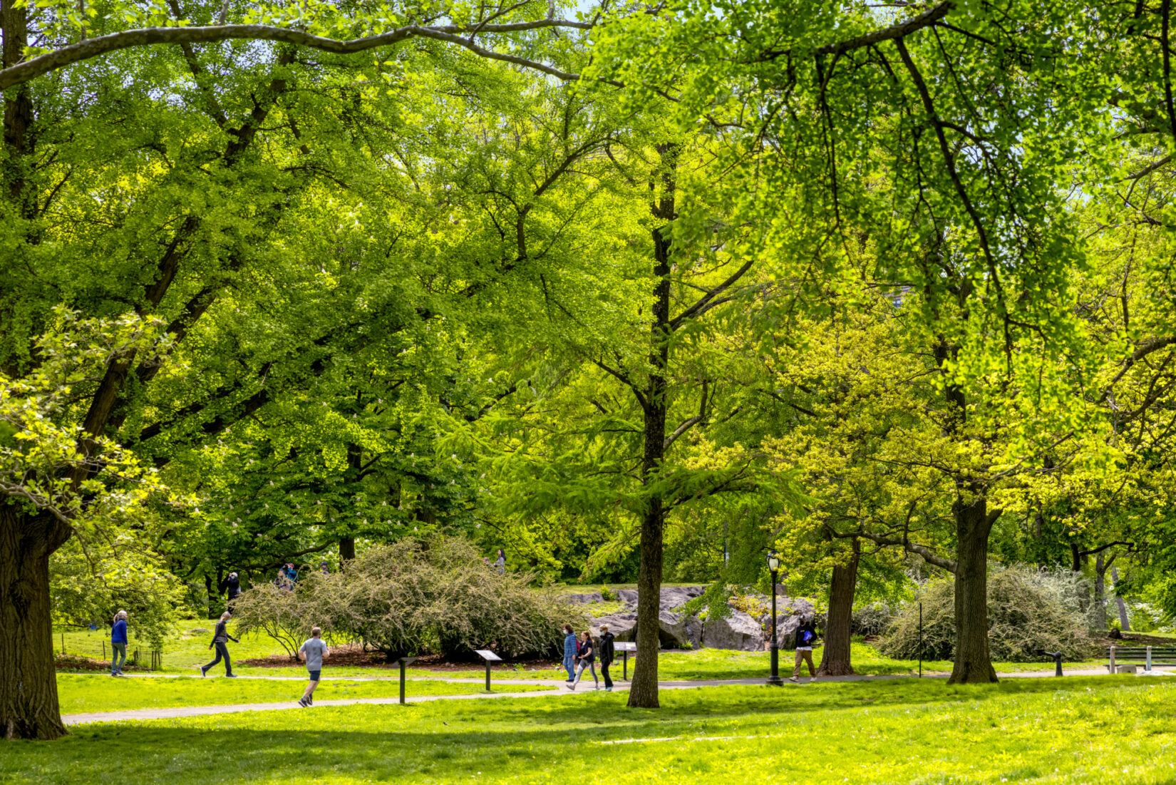 A bright, green landscape of grass, trees, and a path where people walk and run.