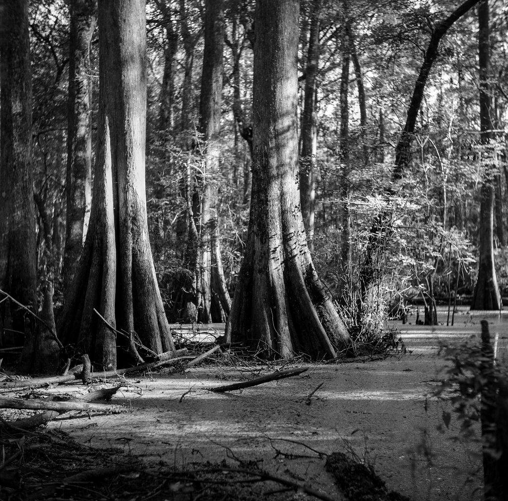 North Florida Swamp. Yashica LM, Ilford FP4 125