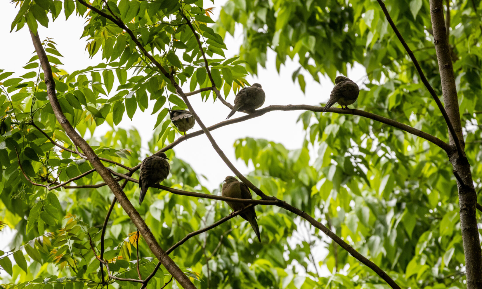Tours Birding Basics 20220519 64