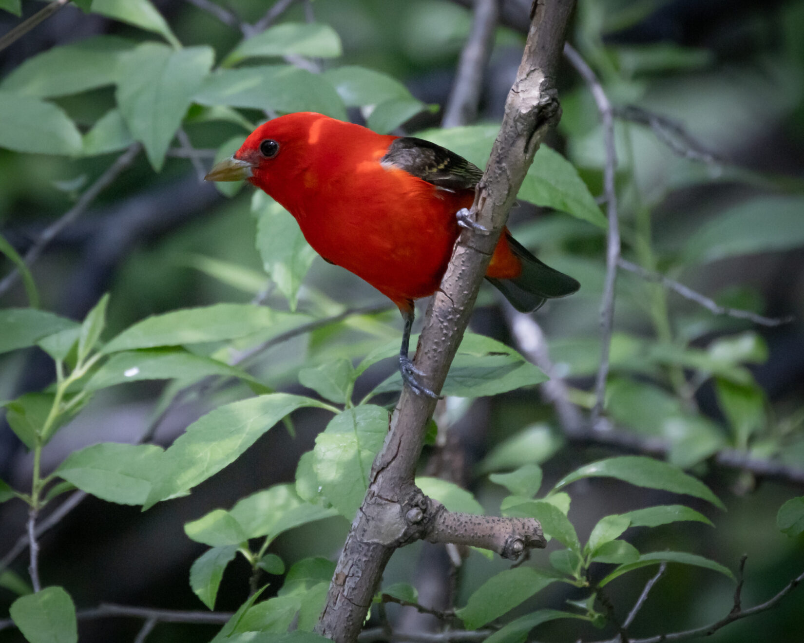A red bird, the scarlet tanager, sits on a branch